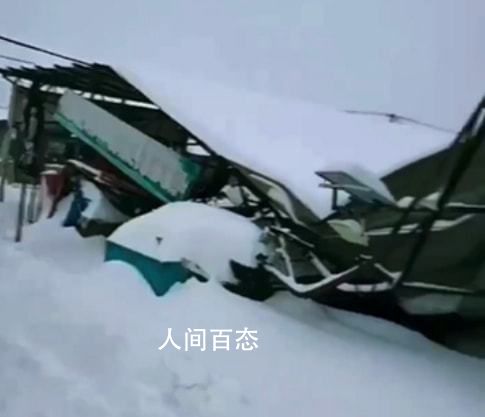 内蒙古通辽暴雪 棚顶坍塌压死家畜