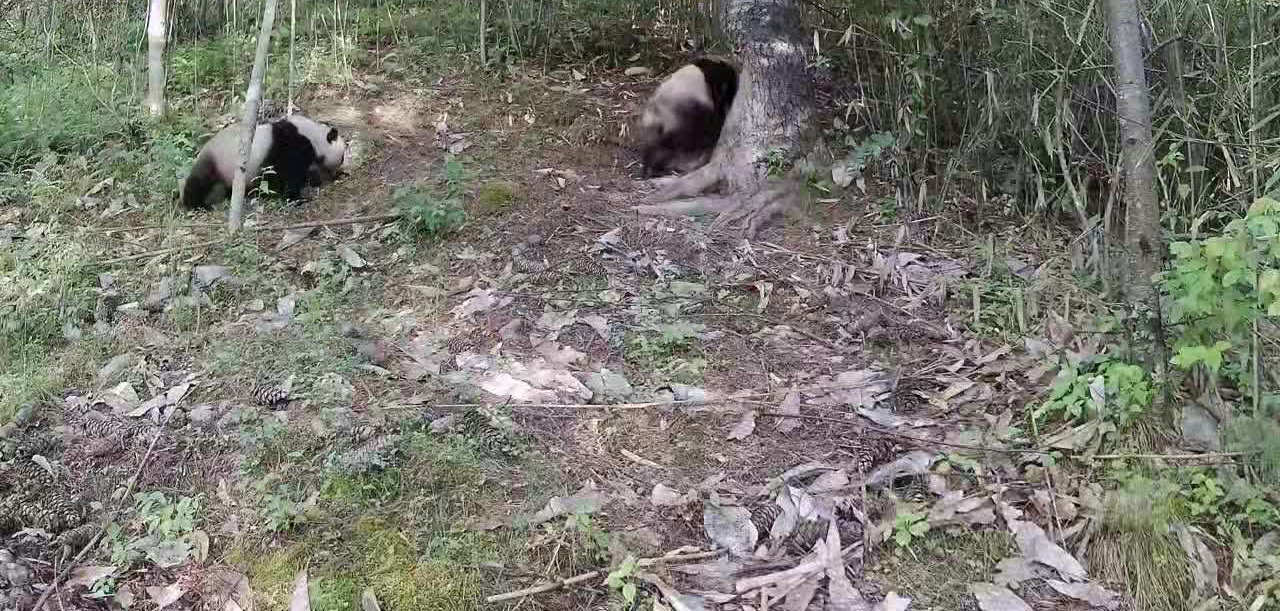 秦岭再现大熊猫“遛娃”